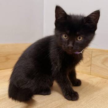 Nymeria C71520 -  Domestic Short Hair Cat for Adoption in Minnetonka, Minnesota - Nymeria C71520 | PetCurious