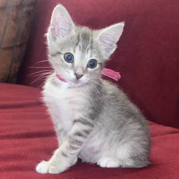 Maya -  Domestic Short Hair Cat for Adoption in Tucson, Arizona - Maya | PetCurious
