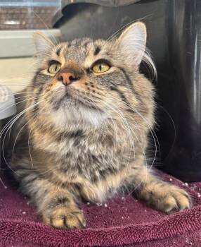 Domestic Long Hair Cats Available for Adoption in Kalamazoo, Michigan - Yuki | PetCurious