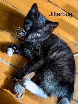 Jitterbug -  Domestic Short Hair Cat for Adoption in West Mifflin, Pennsylvania - Jitterbug | PetCurious