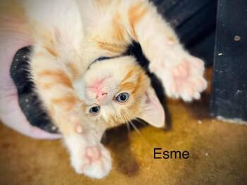 Domestic Short Hair and Tabby Cats Available for Adoption in Emerald Isle, North Carolina - Esme | PetCurious