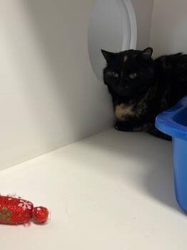 Domestic Short Hair Cats Available for Adoption in Fort Collins, Colorado - Bubly | PetCurious