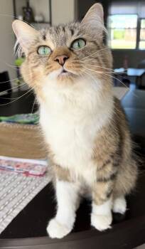 Luna -  Domestic Long Hair Cat for Adoption in Buffalo, New York - Luna | PetCurious