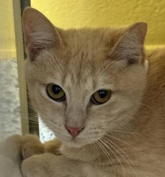 Domestic Short Hair Cats Available for Adoption in Golden, Colorado - Ernie | PetCurious