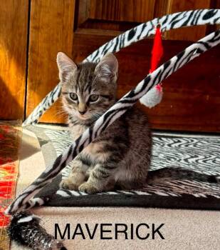 Maverick Boy -  Domestic Short Hair Cat for Adoption in Gorham, Maine - Maverick Boy | PetCurious