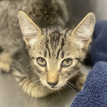 Rescue Domestic Short Hair Cats for Adoption in Palm Springs, California - Cloud | PetCurious