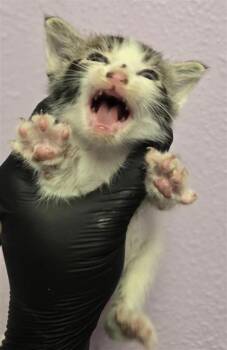 61606745 -  Domestic Short Hair Cat for Adoption in El Paso, Texas - 61606745 | PetCurious