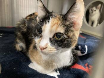 WANDA -  Domestic Short Hair Cat for Adoption in Tustin, California - WANDA | PetCurious