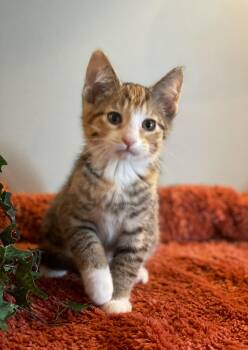 Rue -  Calico Cat for Adoption in Taylor, Michigan - Rue | PetCurious
