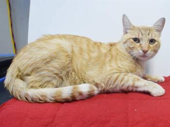 SCYLAX -  Domestic Short Hair Cat for Adoption in Sacramento, California - SCYLAX | PetCurious