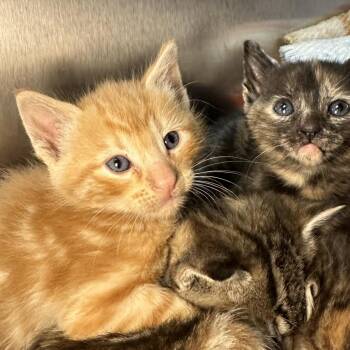 Domestic Short Hair Cats Available for Adoption in Los Angeles, California - Jalisco | PetCurious