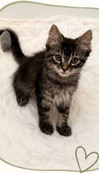 Kronk -  Domestic Short Hair Cat for Adoption in Emeryville, California - Kronk | PetCurious