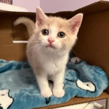 Stars -  Domestic Short Hair Cat for Adoption in Puslinch, Ontario - Stars | PetCurious