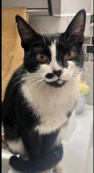 Rescue American Shorthair Cats for Adoption - Stella ( Sweet Female Tuxedo Kitten) | PetCurious