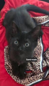Sami -  Bombay and Domestic Short Hair Cat for Adoption in Wyandotte, Michigan - Sami | PetCurious