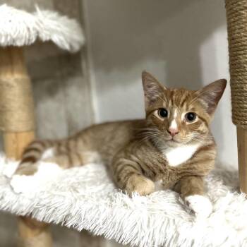 Torchy -  Domestic Short Hair Cat for Adoption in Long Beach, California - Torchy | PetCurious