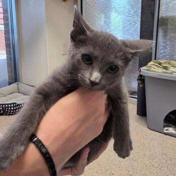 Bubbles -  Domestic Short Hair Cat for Adoption in Oshkosh, Wisconsin - Bubbles | PetCurious