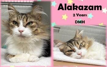 Rescue Domestic Medium Hair Cats for Adoption in Franklin, Indiana - Alakazam | PetCurious