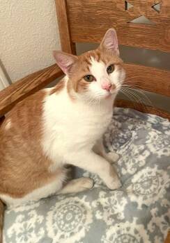 Rescue Domestic Short Hair Cats for Adoption in New Washoe City, Nevada - Steve | PetCurious