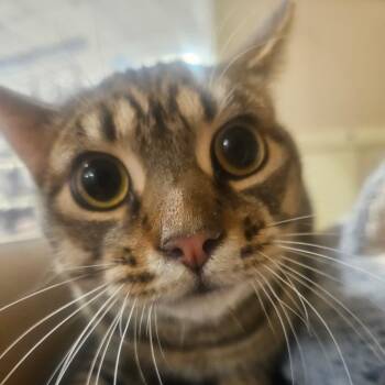 Domestic Short Hair Cats Available for Adoption in Grantsville, Utah - Lightning McQueen | PetCurious