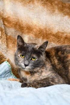 Domestic Short Hair Cats Available for Adoption in Yakima, Washington - Eileen | PetCurious