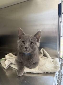 Clover -  Domestic Short Hair Cat for Adoption in Westland, Michigan - Clover | PetCurious