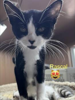 Rascal -  Domestic Short Hair Cat for Adoption in Phoenix, Arizona - Rascal | PetCurious