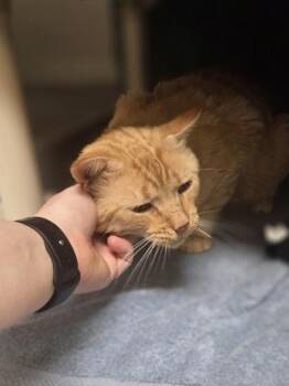 Kenneth -  Domestic Medium Hair and Domestic Short Hair Cat for Adoption in Westland, Michigan - Kenneth | PetCurious