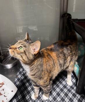 Gerbera -  Domestic Short Hair Cat for Adoption in Fort Lupton, Colorado - Gerbera | PetCurious