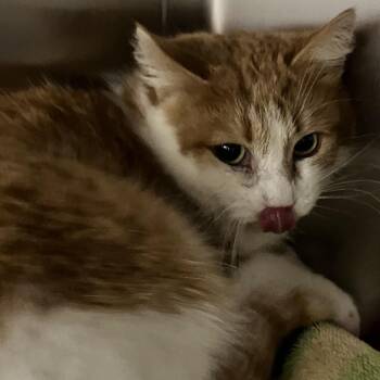 Domestic Short Hair Cats Available for Adoption - Andrea | PetCurious