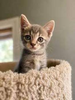 KITTEN WEEBLE -  Tabby Cat for Adoption in Franklin, Tennessee - KITTEN WEEBLE | PetCurious