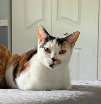 Calico Cats Available for Adoption - Melon | PetCurious