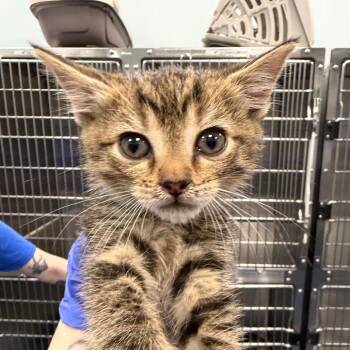 Domestic Short Hair Cats Available for Adoption in Greensboro, North Carolina - Fawn (white) | PetCurious