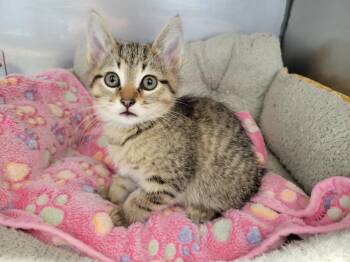 Domestic Short Hair Cats Available for Adoption - Bonnie | PetCurious