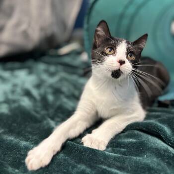 Plaintiff -  Domestic Short Hair Cat for Adoption in Lowell, Arkansas - Plaintiff | PetCurious
