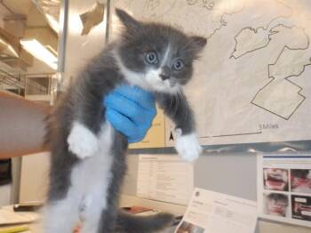 TORI -  Domestic Short Hair Cat for Adoption in San Jose, California - TORI | PetCurious