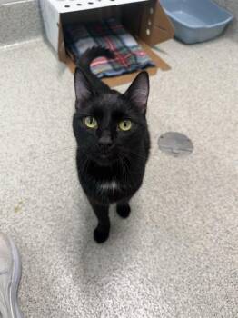 BINX -  Domestic Short Hair Cat for Adoption in Omaha, Nebraska - BINX | PetCurious