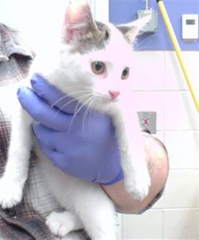 GRIZZLY BEAR -  Domestic Short Hair Cat for Adoption in Omaha, Nebraska - GRIZZLY BEAR | PetCurious