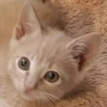 Abe (C000-254) *Available By Appointment* -  Domestic Short Hair Cat for Adoption in Chino Hills, California - Abe (C000-254) *Available By Appointment* | PetCurious