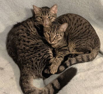 Rescue Domestic Short Hair and Tabby Cats for Adoption in Springfield, Oregon - Jackie | PetCurious