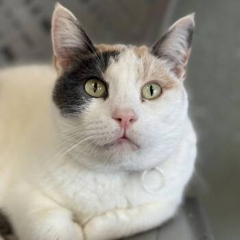 Tempo -  Domestic Short Hair Cat for Adoption in Tucson, Arizona - Tempo | PetCurious