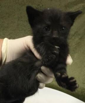 Domestic Short Hair Cats Available for Adoption in Riverside, California - HERSHEY | PetCurious