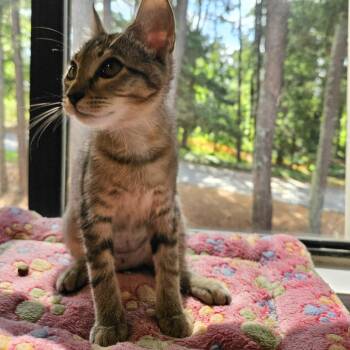 Tippy -  Domestic Short Hair Cat for Adoption in Roswell, Georgia - Tippy | PetCurious
