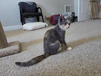 Lyra26 -  Domestic Short Hair Cat for Adoption in Youngsville, North Carolina - Lyra26 | PetCurious