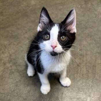 Mookie -  Domestic Short Hair Cat for Adoption in Waynesburg, Pennsylvania - Mookie | PetCurious