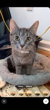Birdie and Nugget -  Domestic Short Hair Cat for Adoption in Ellicott City, Maryland - Birdie And Nugget | PetCurious