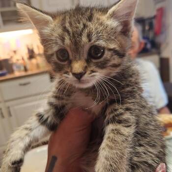 F - Promise -  Domestic Medium Hair Cat for Adoption in Arizona City, Arizona - F - Promise | PetCurious