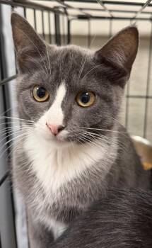 Sterling -  Domestic Short Hair Cat for Adoption - Sterling | PetCurious