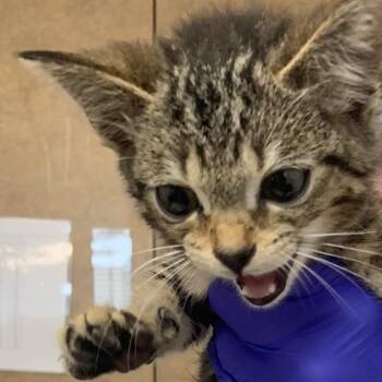 Tom -  Domestic Short Hair Cat for Adoption in West Palm Beach, Florida - Tom | PetCurious