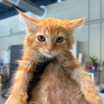 Wendy -  Domestic Medium Hair Cat for Adoption in Huntington, West Virginia - Wendy | PetCurious